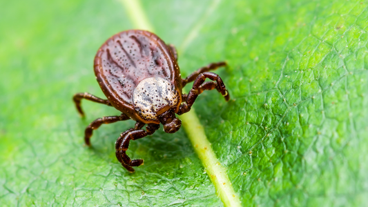 Lyme Prevention Basics